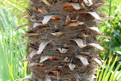 Zwergpalme winterharte Palme