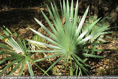 Zwergpalmetto