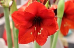 Amaryllis