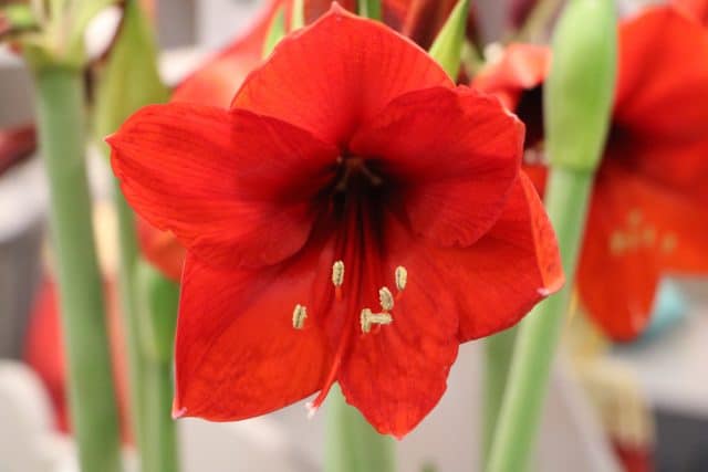 Amaryllis