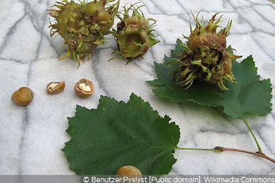 Corylus columa Haselnussbaum