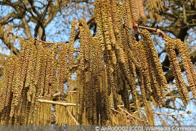 Corylus columa