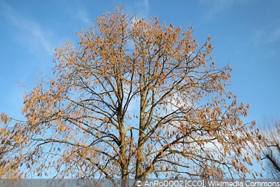 Corylus columa Haselnussbaum