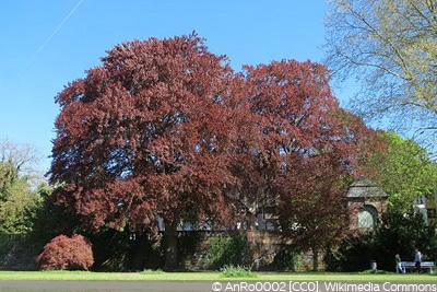 Fagus sylvatica 'Purpurea'