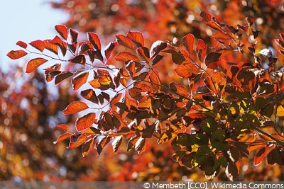 Fagus sylvatica 'Purpurea'