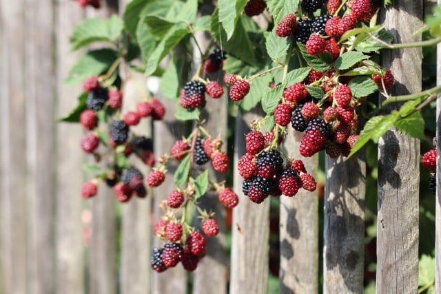 Beerensträucher Brombeeren