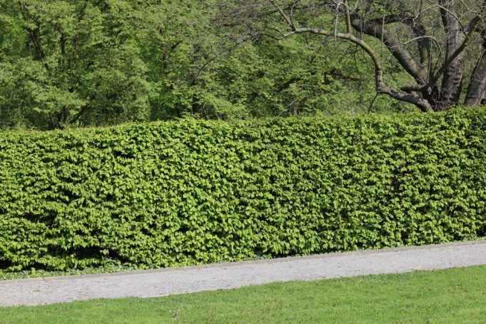buche-fagus-hecke-beitragsbild-3260 Buchenhecke