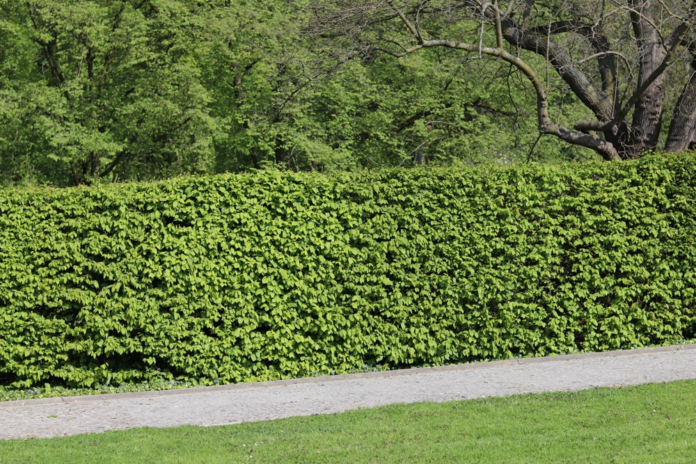 Deine Hecke pflanzen in 7 Schritten! Die beste Anleitung inkl. Bilder