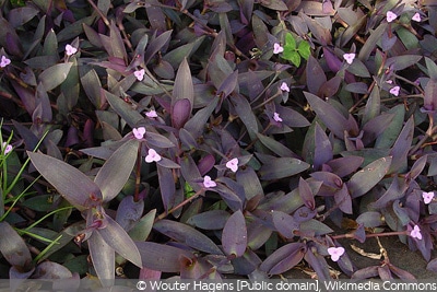 Tradescantia pallida