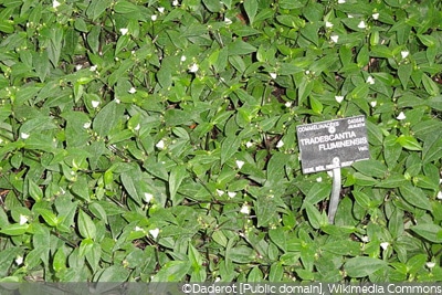 Tradescantia fluminensis