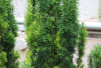 Taxus baccata