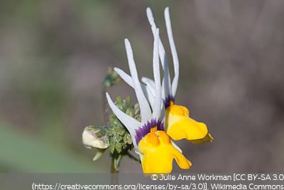 Nemesia cheiranthus