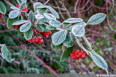 Pyracantha