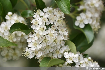 Pyracantha