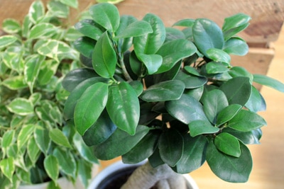 kleiner Ficus