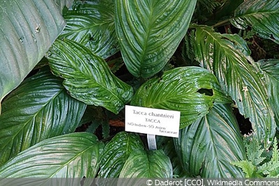 Tacca chantrieri