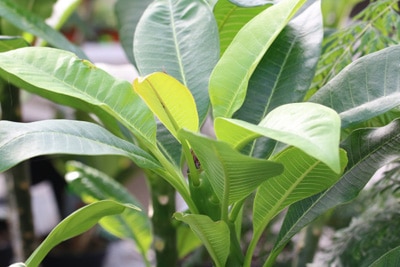 Frangipani, Plumeria, Tempelbaum