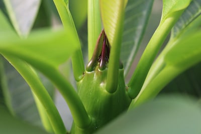 Frangipani, Plumeria, Tempelbaum