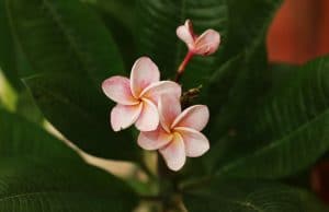 Frangipani, Plumeria, Tempelbaum