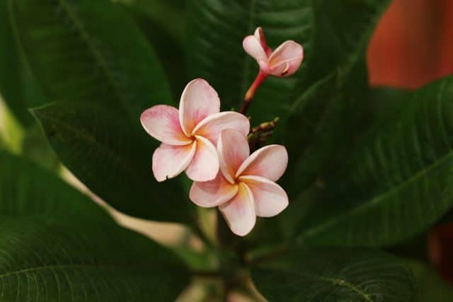 Frangipani, Plumeria, Tempelbaum