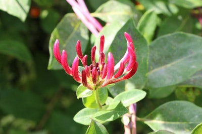 Lonicera caprifolium