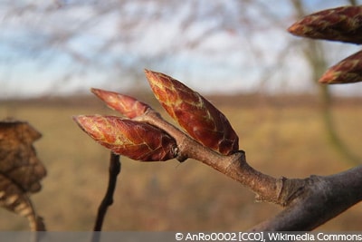 Carpinus betulus