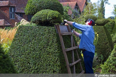 Hecke schneiden