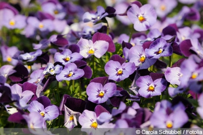 Viola cornuta