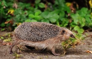 Igel im Winter