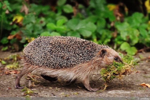 Igel im Winter