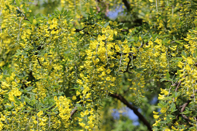 Laburnum