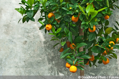 Mandarinenbaum
