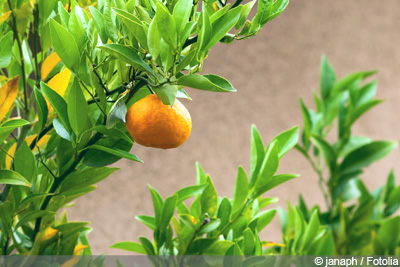 Alle Pflege mandarinenbaum im Blick