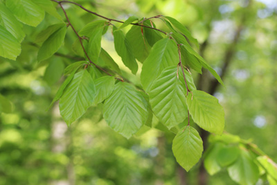 Rotbuche Fagus