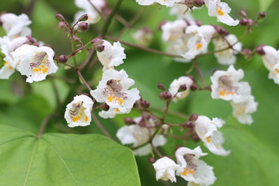 Trompetenbaum Catalpa bignonioides