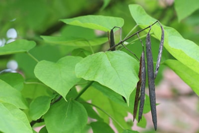 Trompetenbaum Catalpa bignonioides