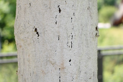 Trompetenbaum Catalpa bignonioides