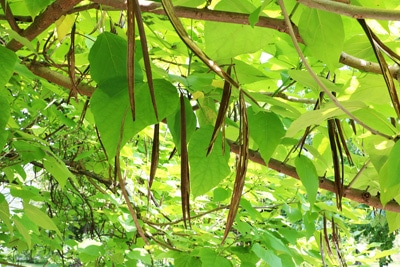 Trompetenbaum Catalpa bignonioides