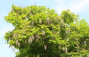 Trompetenbaum Catalpa bignonioides