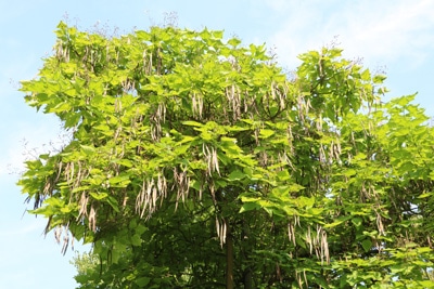 Trompetenbaum Catalpa bignonioides