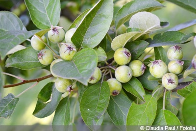 Zierapfel Sträucher schneiden