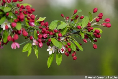 Zierapfel