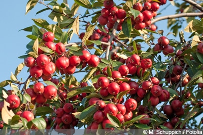 Zierapfel