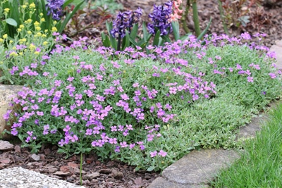 Aubrieta Blaukissen