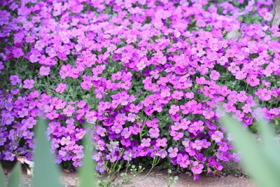 Aubrieta Blaukissen Steingarten