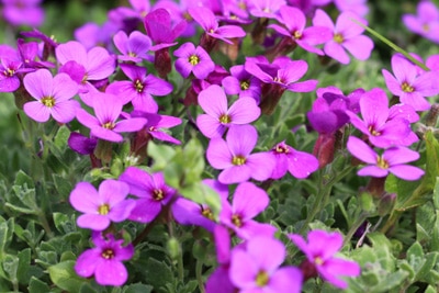 Aubrieta Blaukissen