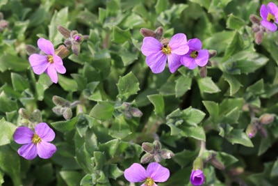 Aubrieta Blaukissen