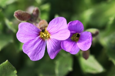 Aubrieta Blaukissen