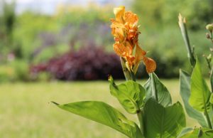 Blumenrohr Canna