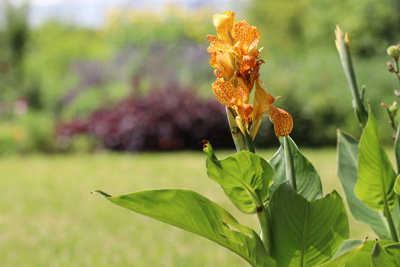 Blumenrohr Canna